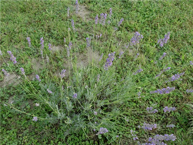 lavanda